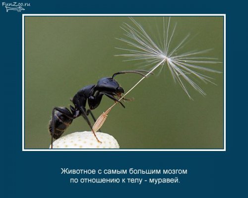 Факты о животных