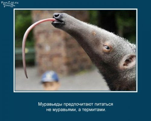 Факты о животных