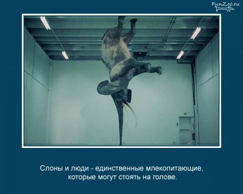 Факты о животных