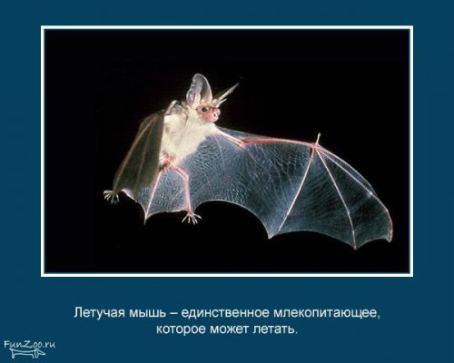 Факты о животных