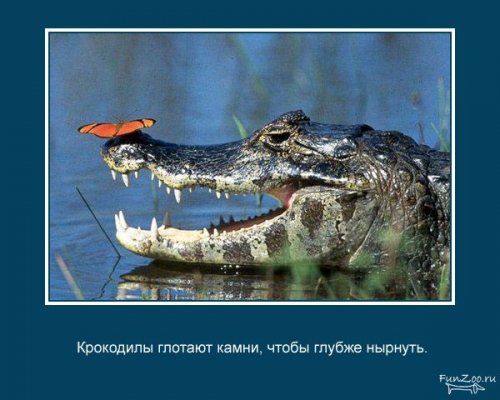 Факты о животных