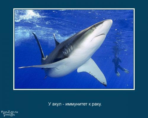 Факты о животных