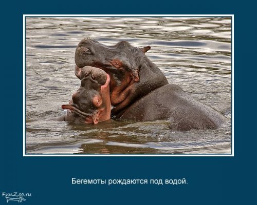 Факты о животных