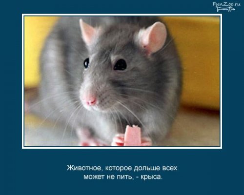 Факты о животных