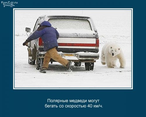 Факты о животных