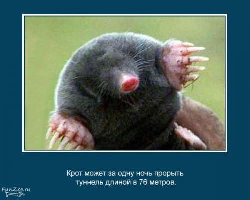 Факты о животных