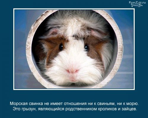 Факты о животных