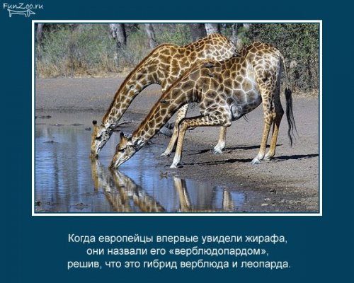 Факты о животных