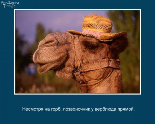 Факты о животных