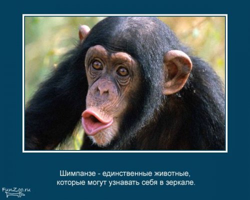 Факты о животных