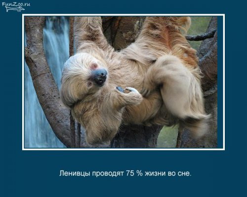 Факты о животных