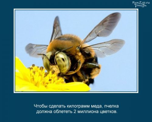 Факты о животных