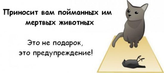 Как узнать, что ваш кот собирается вас убить?