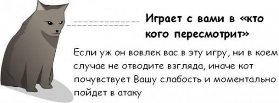 Как узнать, что ваш кот собирается вас убить?