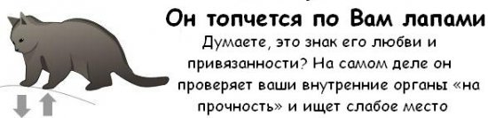 Как узнать, что ваш кот собирается вас убить?