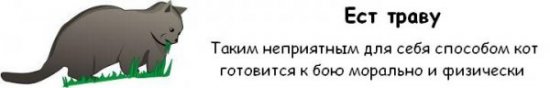 Как узнать, что ваш кот собирается вас убить?