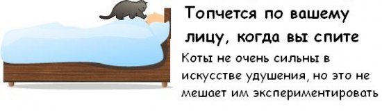 Как узнать, что ваш кот собирается вас убить?