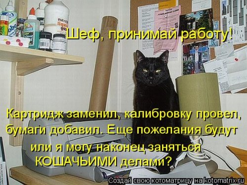 Компы и кошки