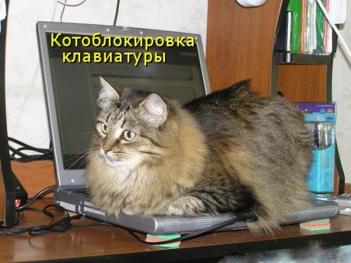 Компы и кошки