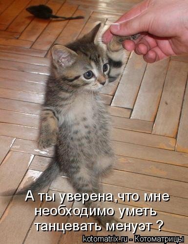 Лучшие котоматрицы…