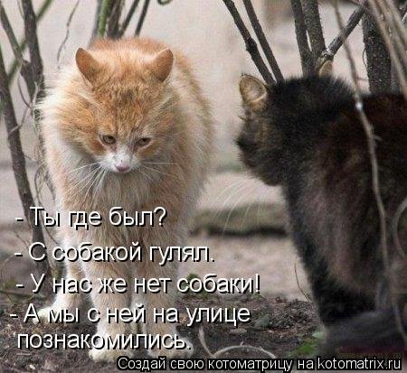 Лучшие котоматрицы…