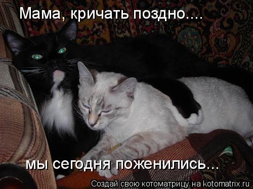 Лучшие котоматрицы…