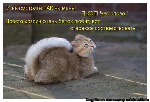 Лучшие котоматрицы…