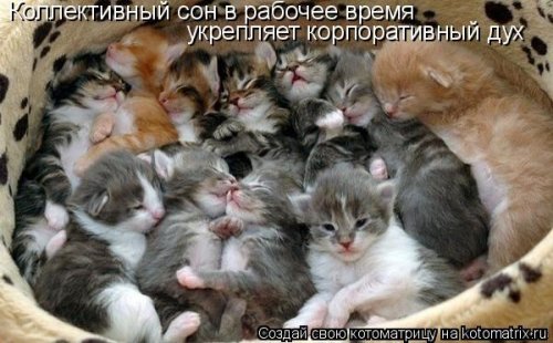 Лучшие котоматрицы…