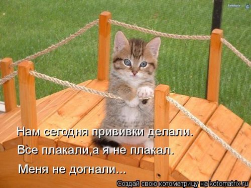 Лучшие котоматрицы…