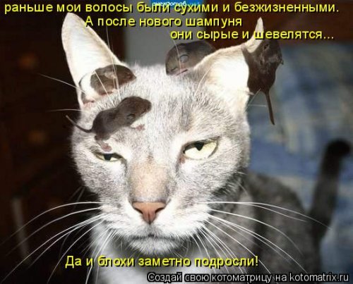 Лучшие котоматрицы…