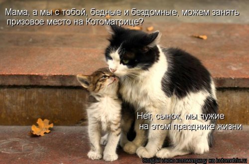 Лучшие котоматрицы…