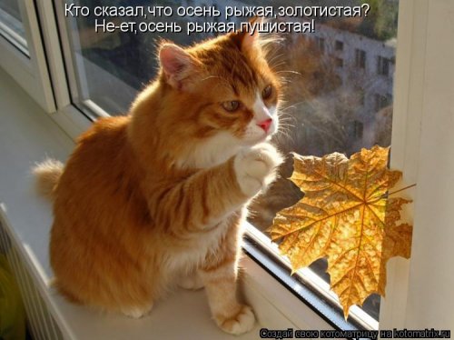 Лучшие котоматрицы…