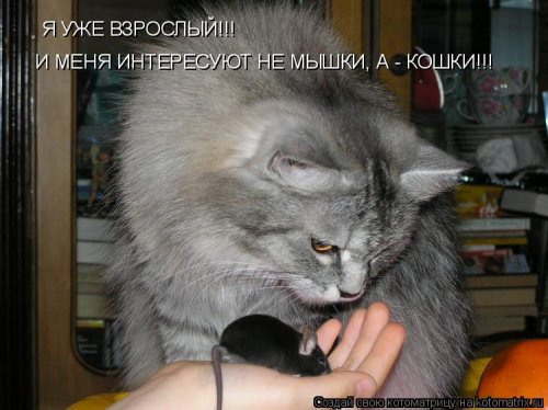 Лучшие котоматрицы…