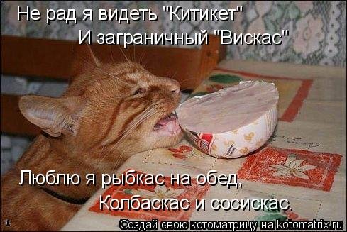 Смешные кошаки