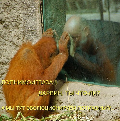 Забавные животные