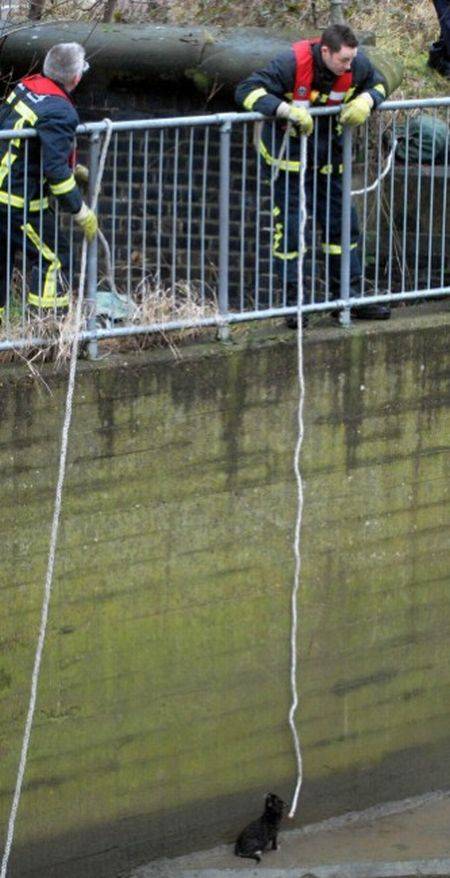 Самостоятельный котяра