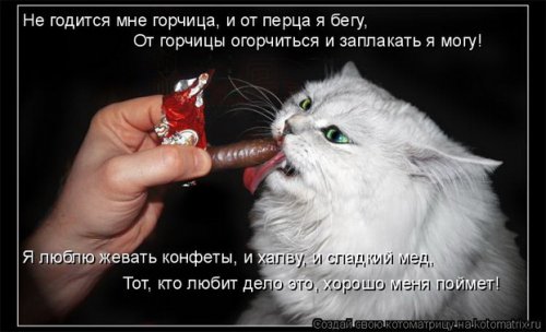 Смешные кошаки