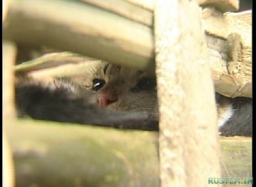 Жуткий поезд. Китайцы уроды - расстреливать за такое !