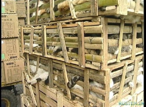 Жуткий поезд. Китайцы уроды - расстреливать за такое !