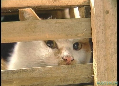 Жуткий поезд. Китайцы уроды - расстреливать за такое !