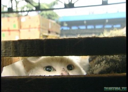 Жуткий поезд. Китайцы уроды - расстреливать за такое !