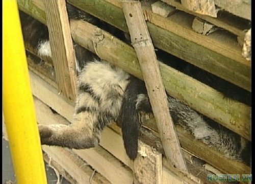 Жуткий поезд. Китайцы уроды - расстреливать за такое !