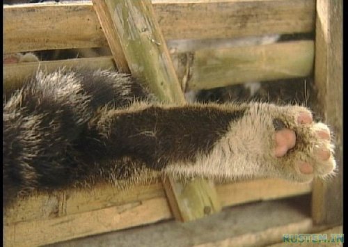 Жуткий поезд. Китайцы уроды - расстреливать за такое !