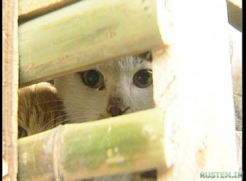 Жуткий поезд. Китайцы уроды - расстреливать за такое !