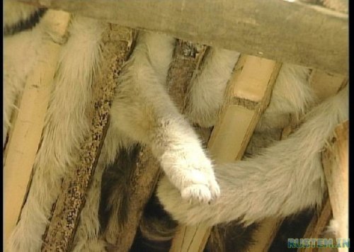 Жуткий поезд. Китайцы уроды - расстреливать за такое !