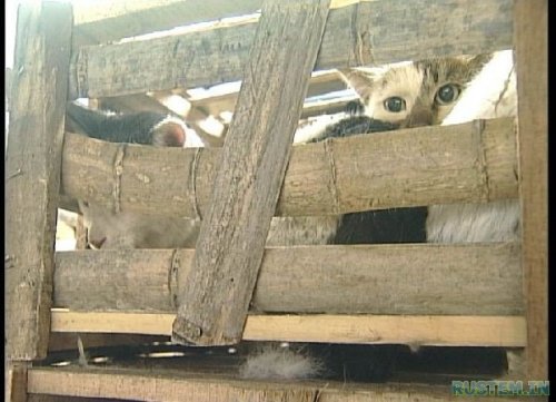 Жуткий поезд. Китайцы уроды - расстреливать за такое !