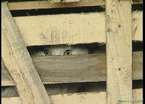 Жуткий поезд. Китайцы уроды - расстреливать за такое !