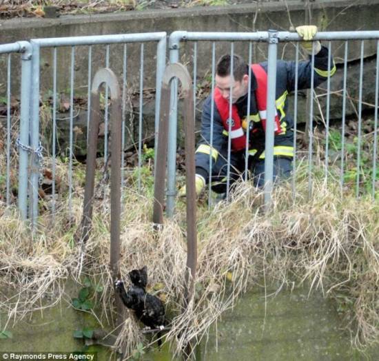 Самостоятельный котяра