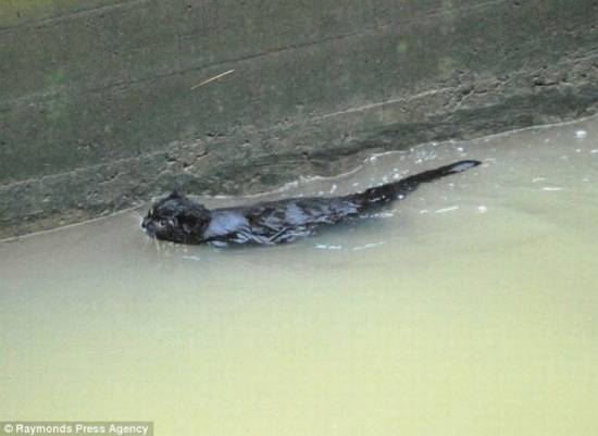 Самостоятельный котяра