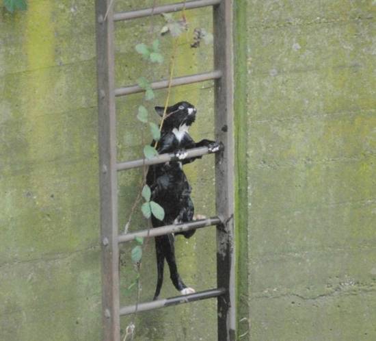 Самостоятельный котяра